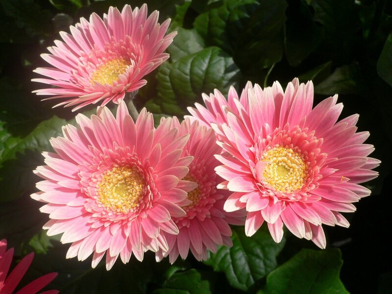 Pink Gerbera Daisies — Serene, Afternoon