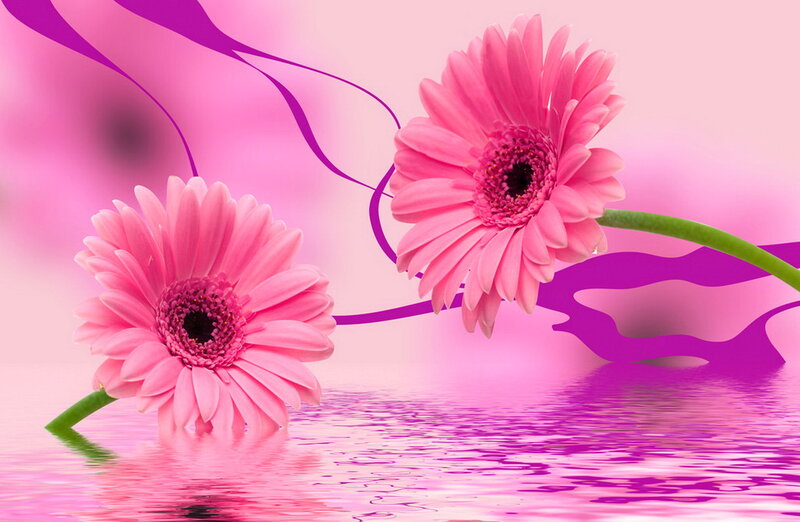 Pink Gerbera Daisies — Serene, Digital Art, Flowers