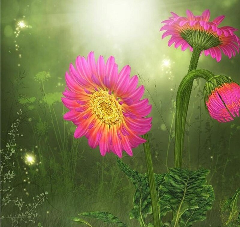Pink Gerbera Daisies — Serene, Morning