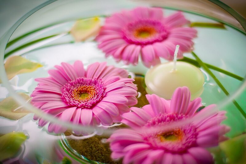 Pink Gerbera Daisies — Serene, Photograph, Candle