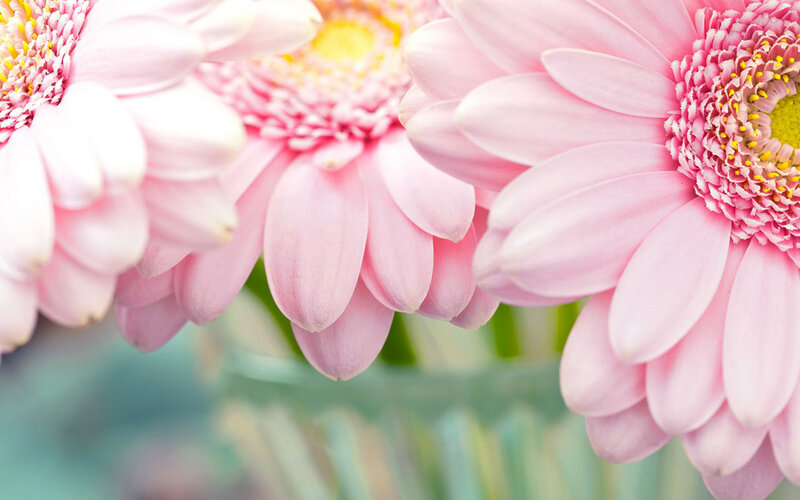 Pink Gerbera Daisies — Serene, Photograph, Flower