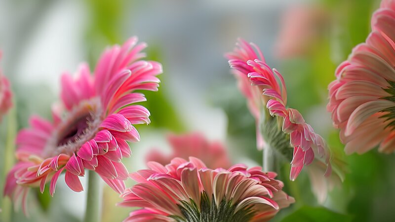 Pink Gerbera Daisies — Serene, Photograph, Flowers, Green Leaves