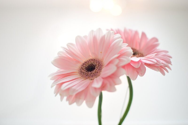 Pink Gerbera Daisies — Serene, Photograph, Flowers, Stems