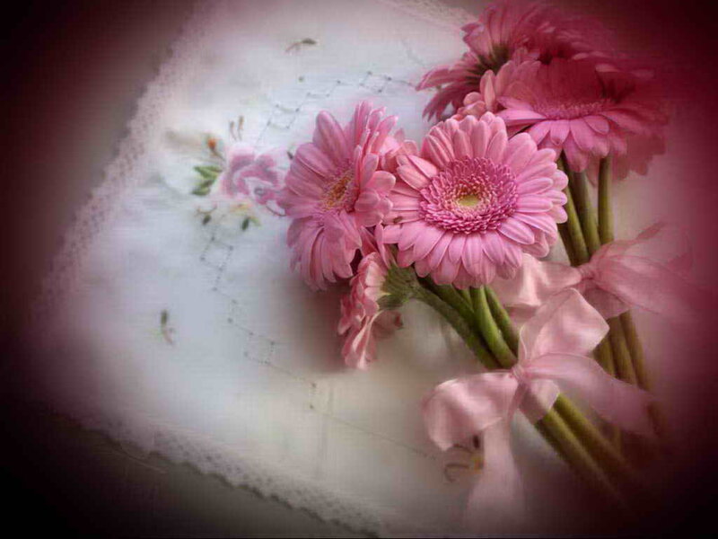 Pink Gerbera Daisies — Serene, Photograph, Flowers