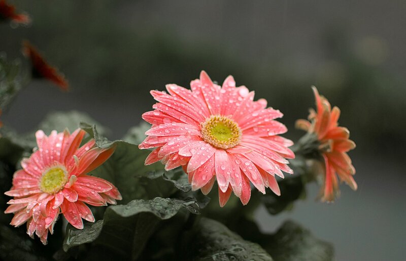 Pink Gerbera Daisies — Serene, Photograph, Leaves