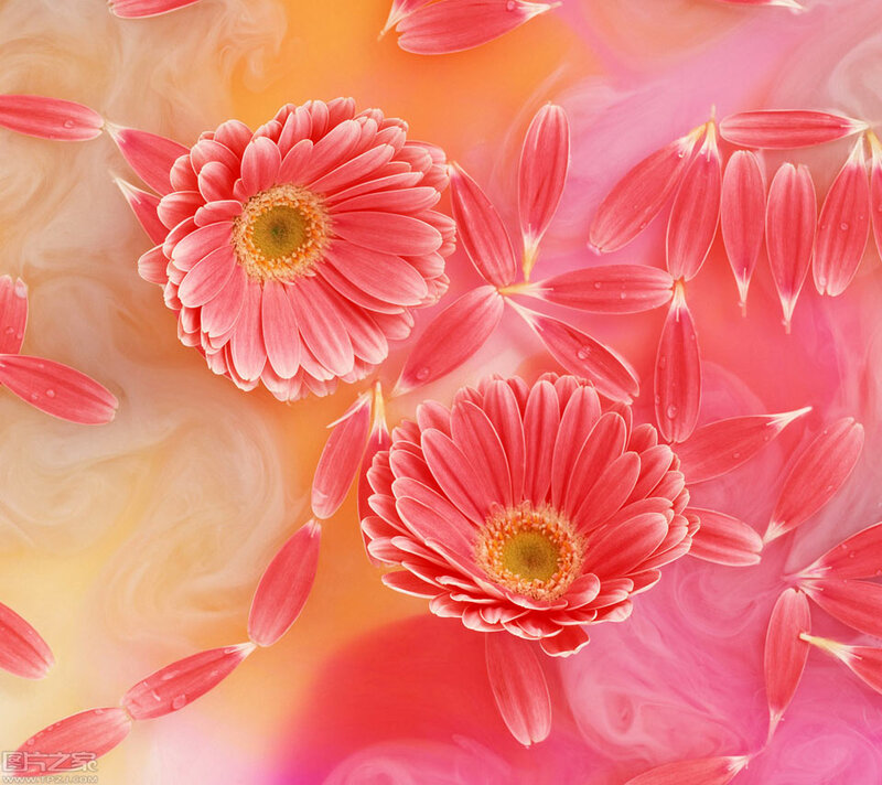 Pink Gerbera Daisies — Serene, Photograph
