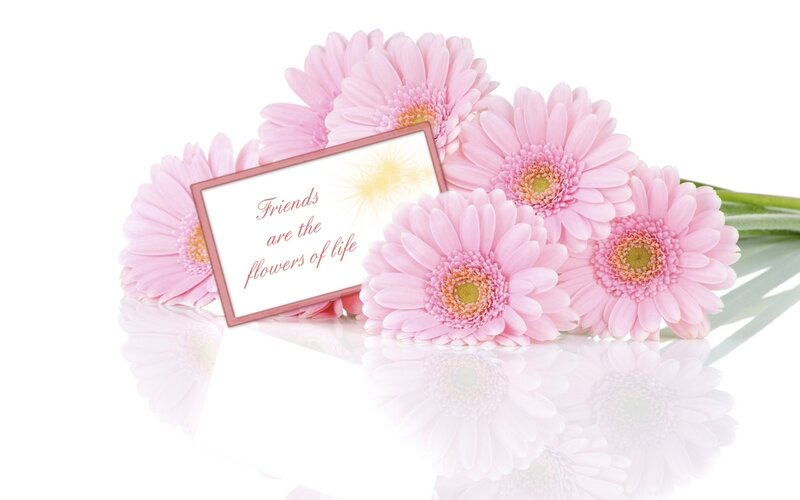 Pink Gerbera Daisies — Serene