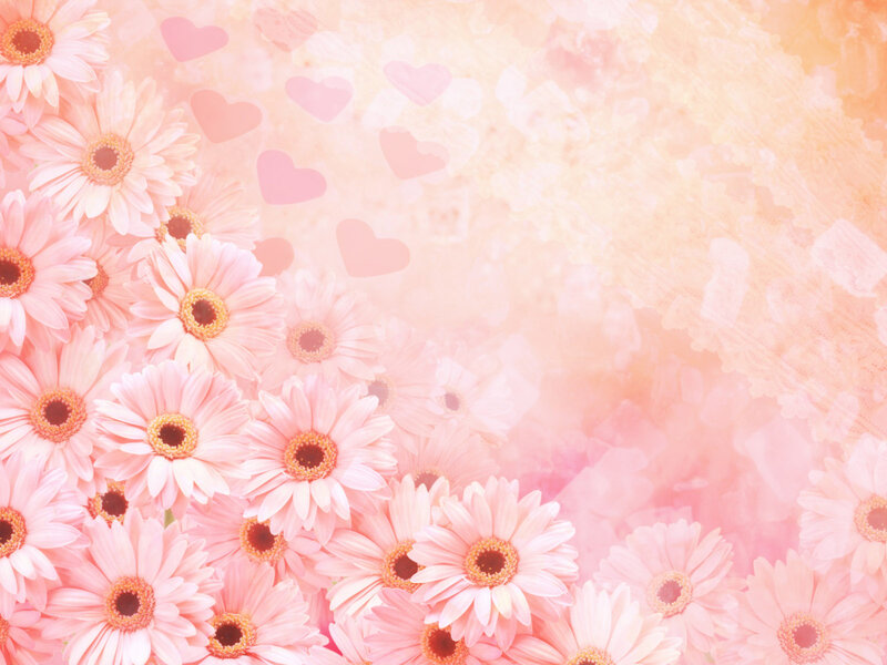 Pink Gerbera Daisies — Soft, Photograph