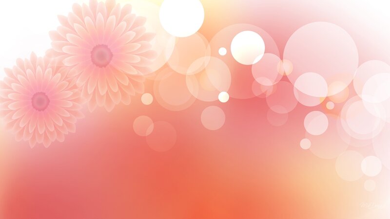 Pink Gerbera Daisies — Soft