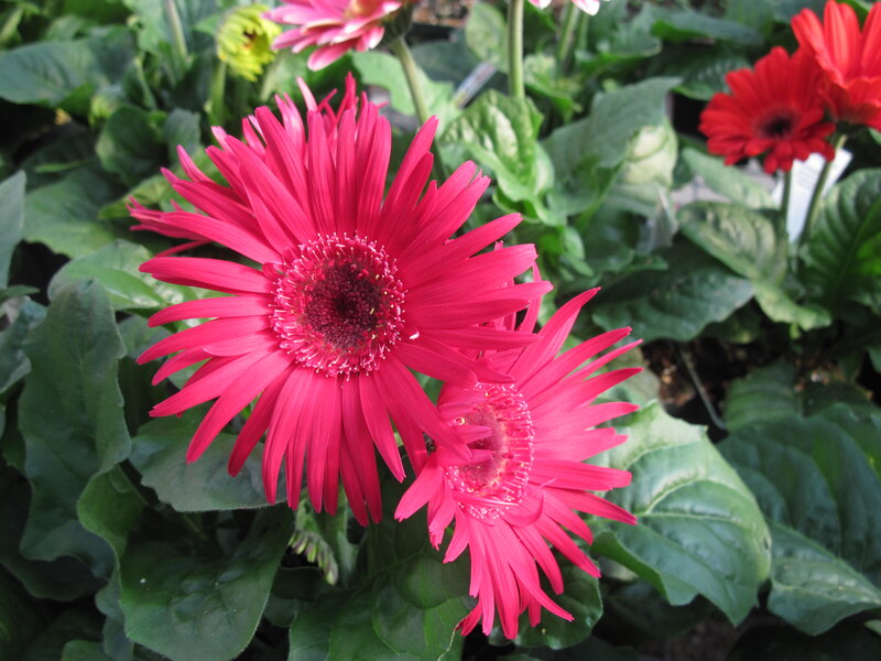Pink Gerbera Daisies — Vibrant, Afternoon
