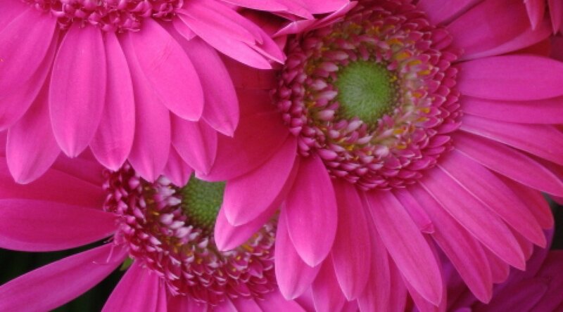 Pink Gerbera Daisies — Vibrant, Photograph, Flower