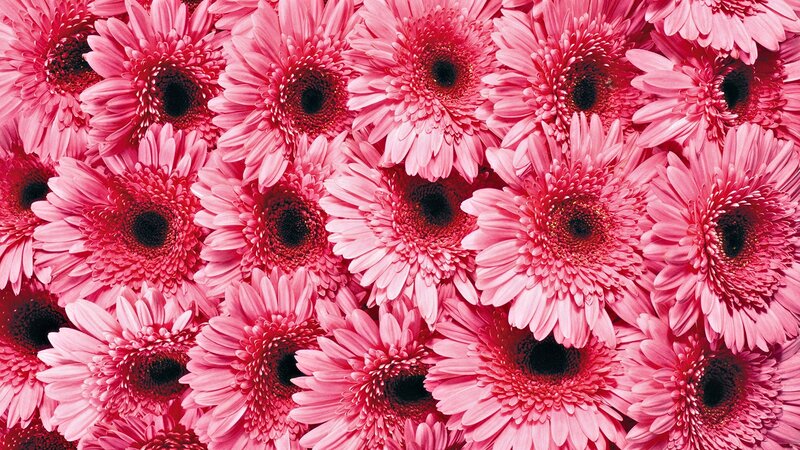 Pink Gerbera Daisies — Vibrant, Photograph, Flowers, Petals, Centers, Red, Black