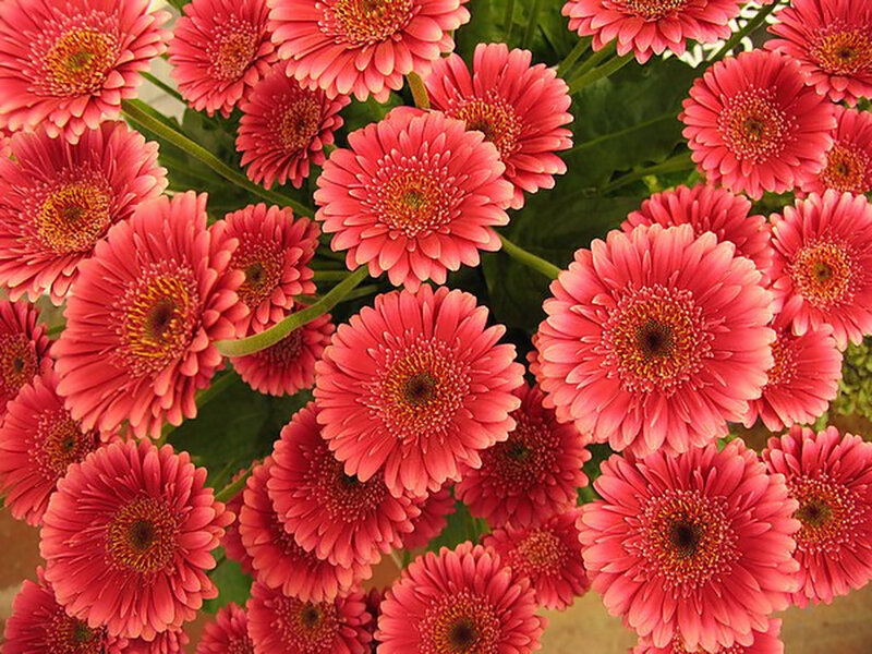 Pink Gerbera Daisies — Vibrant, Photograph, Flowers
