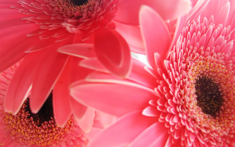 Pink Gerbera Daisies — Vibrant, Photograph