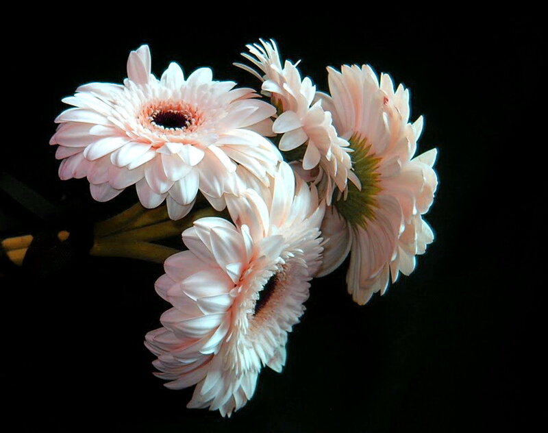 Pink Gerbera Daisies — White