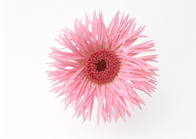 Pink gerbera daisy