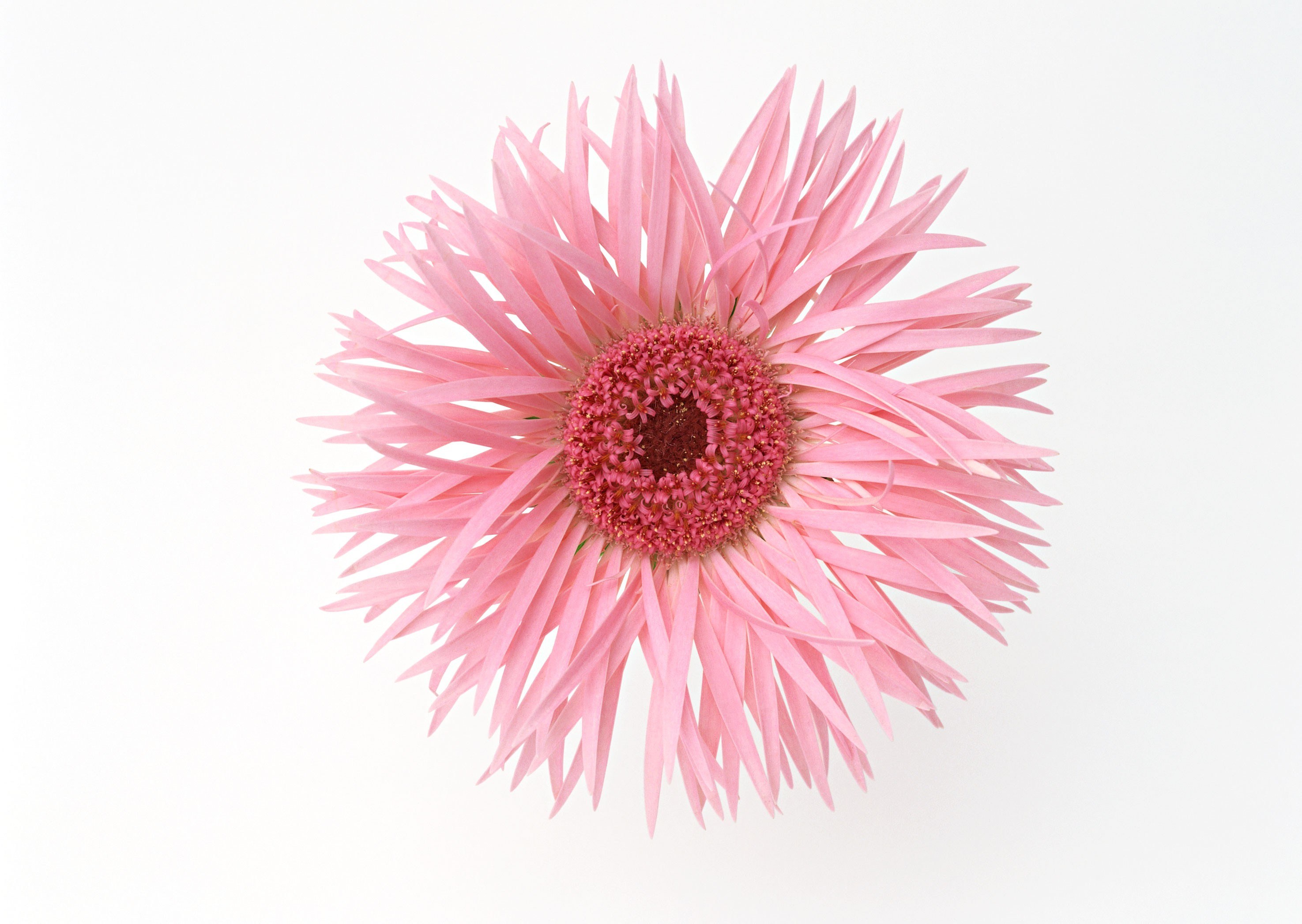 Pink gerbera daisy