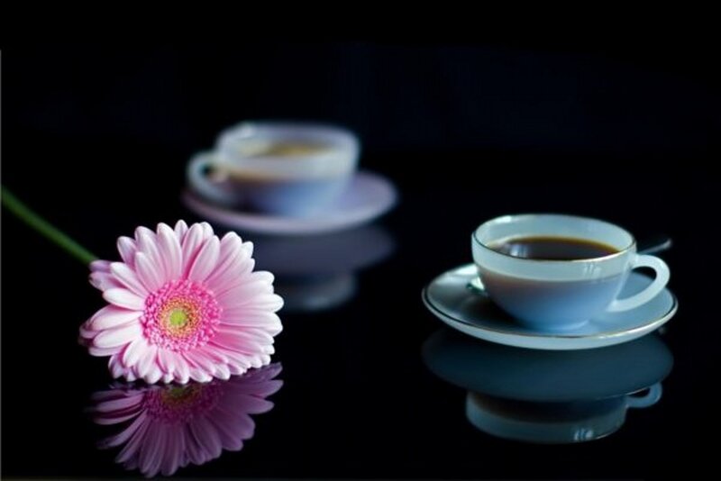 Pink Gerbera Daisy — Black
