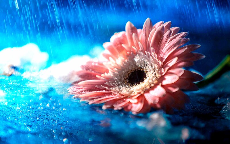 Pink Gerbera Daisy — Blue, Dramatic