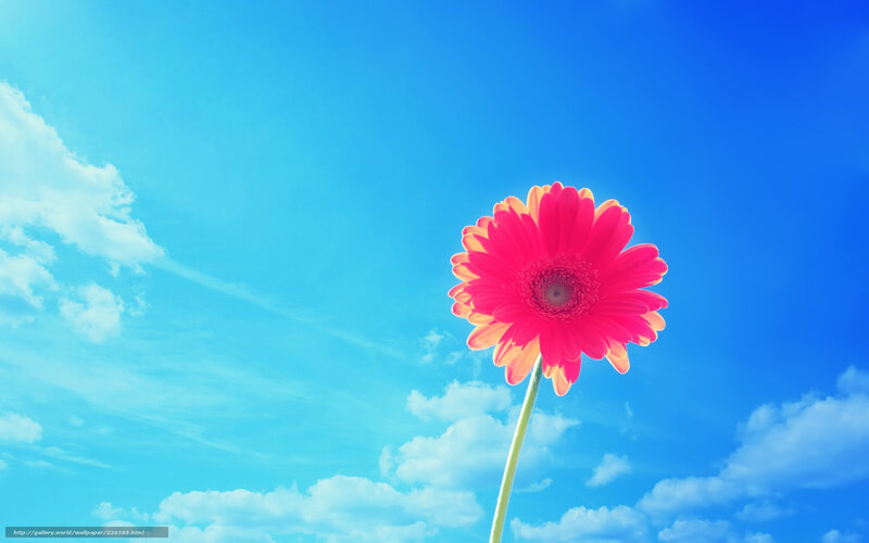 Pink Gerbera Daisy — Blue, Serene, Afternoon, Photograph, Sky, Clouds, Stem