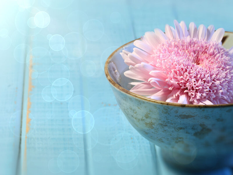 Pink Gerbera Daisy — Blue, Serene, Photograph