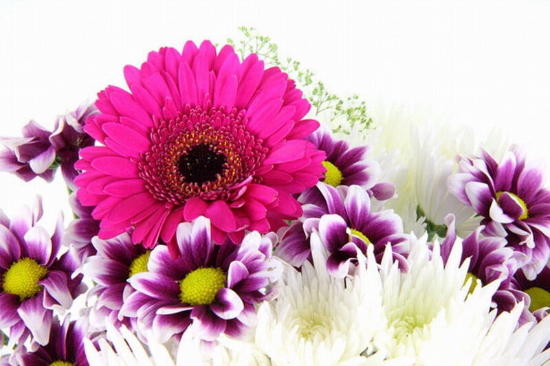 Pink Gerbera Daisy — Bright