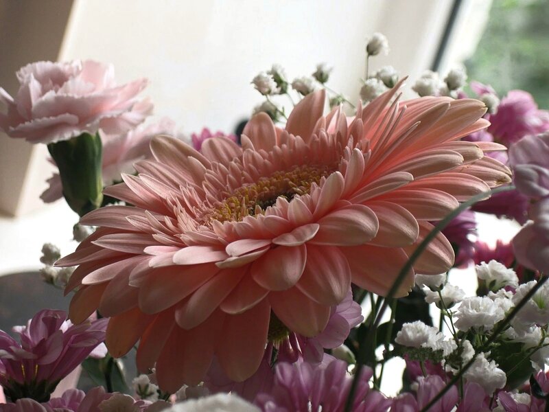 Pink Gerbera Daisy — Calm, Afternoon, Photograph, Carnation