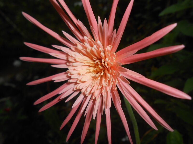 Pink Gerbera Daisy — Calm, Afternoon, Photograph, Flower, Petals