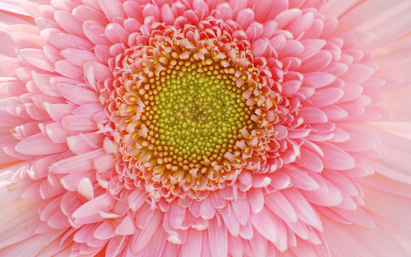 Pink Gerbera Daisy — Calm, Afternoon, Photograph, Flower