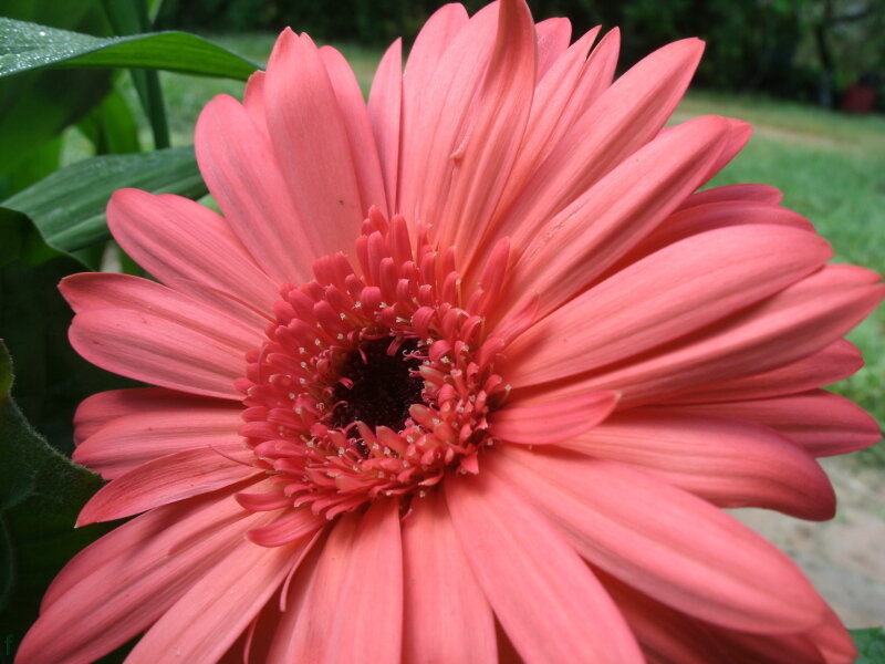 Pink Gerbera Daisy — Calm, Afternoon, Photograph