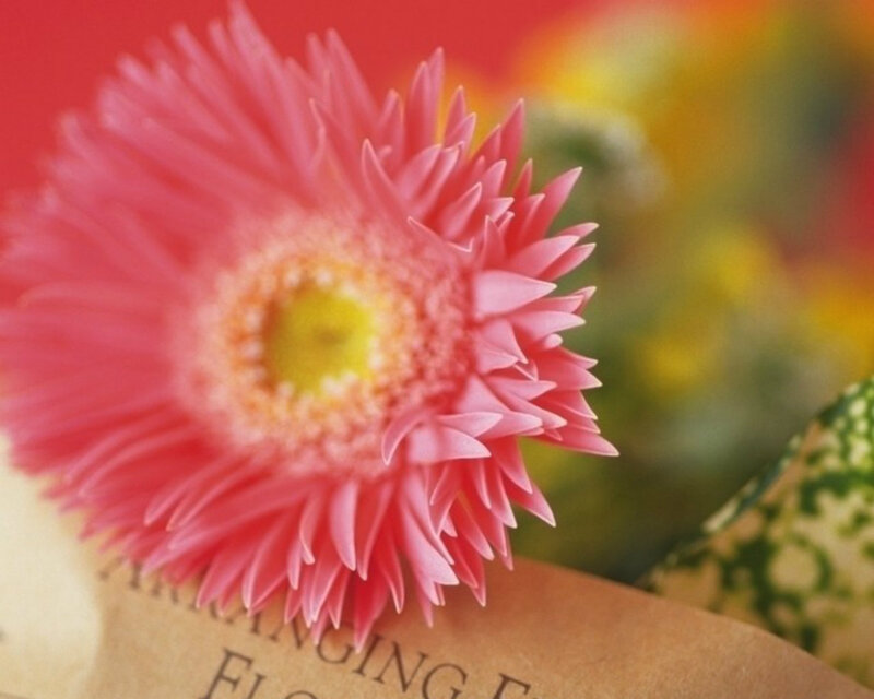 Pink Gerbera Daisy — Calm, Photograph, Book