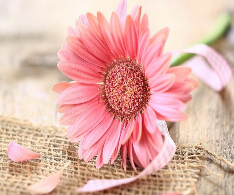 Pink Gerbera Daisy — Calm, Photograph, Burlap