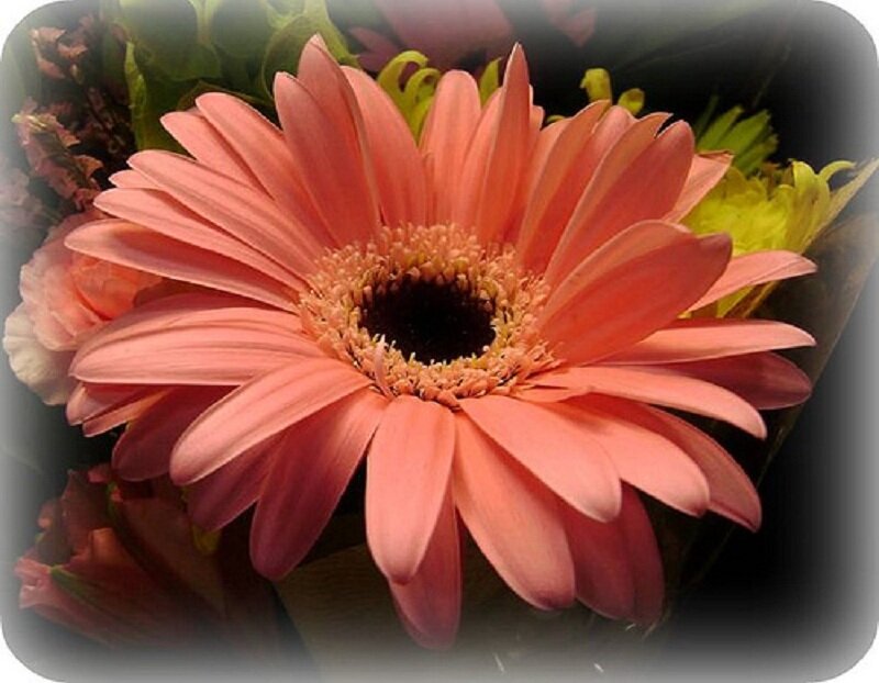Pink Gerbera Daisy — Calm, Photograph, Flower Bouquet
