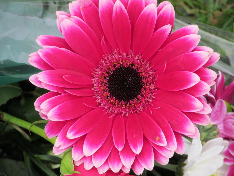 Pink Gerbera Daisy — Calm, Photograph, Flower, Green Leaves, Plastic Wrap
