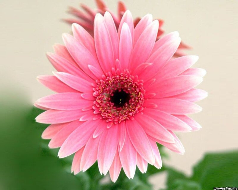 Pink Gerbera Daisy — Calm, Photograph, Flower, Green Leaves