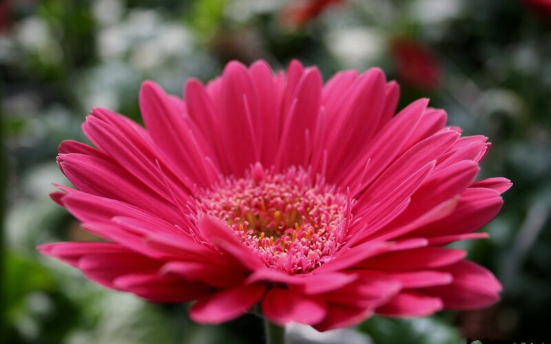 Pink Gerbera Daisy — Calm, Photograph, Flower, Petals, Greenery