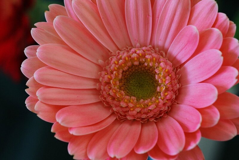 Pink Gerbera Daisy — Calm, Photograph, Flower, Petals