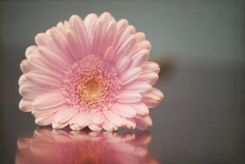 Pink Gerbera Daisy — Calm, Photograph, Flower, Reflection