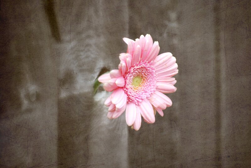 Pink Gerbera Daisy — Calm, Photograph, Flower, Stem, Background