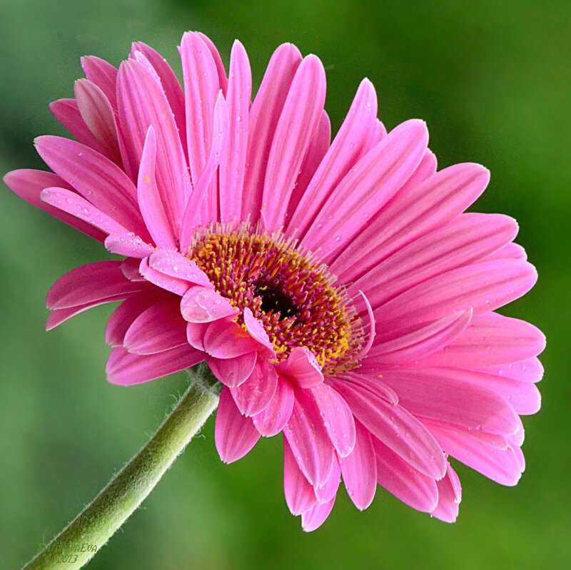 Pink Gerbera Daisy — Calm, Photograph, Flower, Stem, Green Background