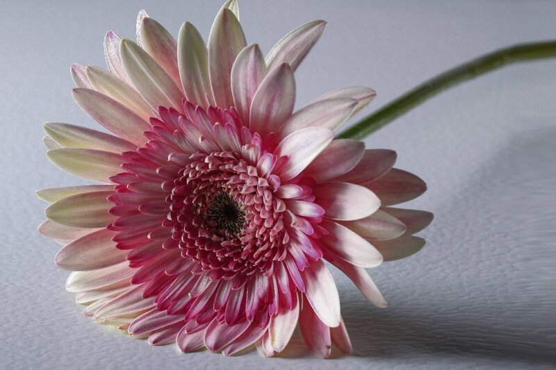 Pink Gerbera Daisy — Calm, Photograph, Flower, Stem, Surface