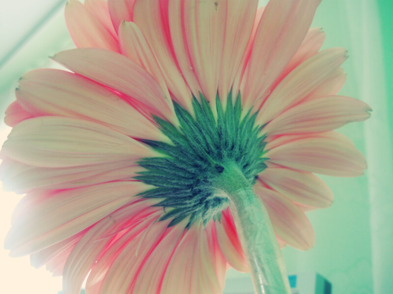 Pink Gerbera Daisy — Calm, Photograph, Flower, Stem