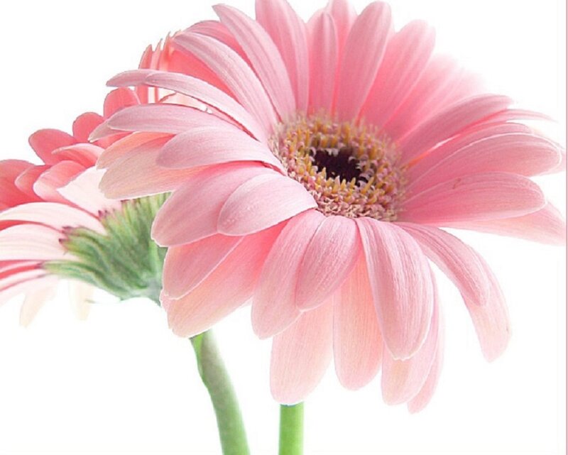 Pink Gerbera Daisy — Calm, Photograph, Flower, Stem, White Background