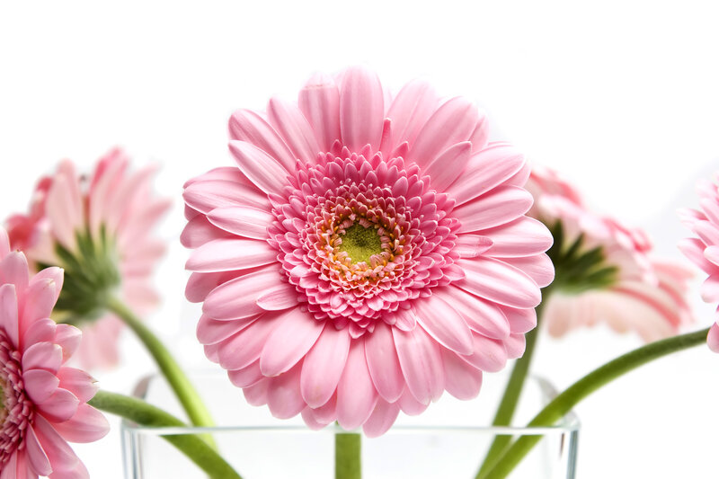 Pink Gerbera Daisy — Calm, Photograph, Flower, Vase