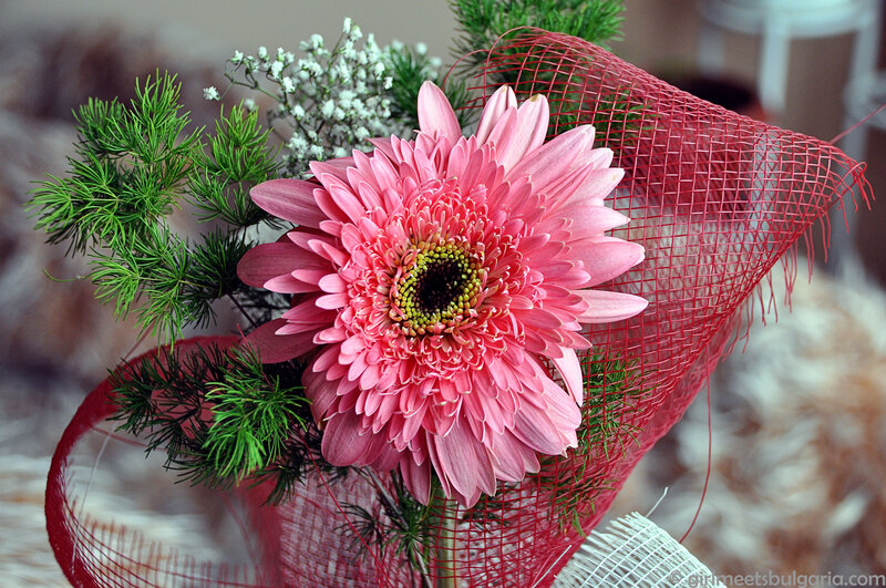 Pink Gerbera Daisy — Calm, Photograph, Green Foliage