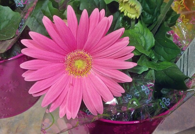 Pink Gerbera Daisy — Calm, Photograph, Green Leaves, Flower Pot