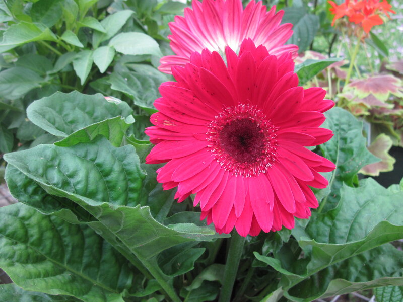 Pink Gerbera Daisy — Calm, Photograph, Green Leaves, Flower