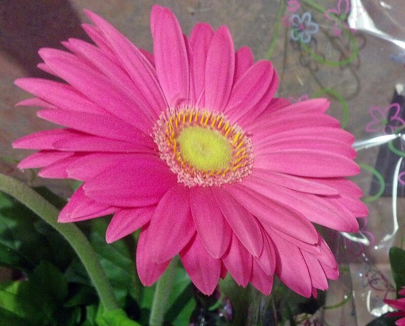 Pink Gerbera Daisy — Calm, Photograph, Green Leaves, Plastic Wrap