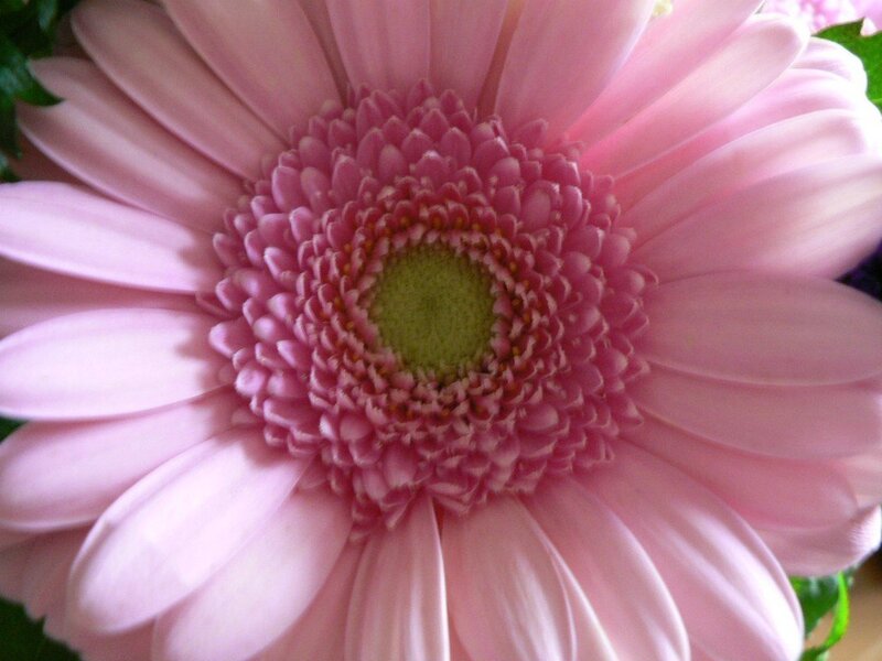 Pink Gerbera Daisy — Calm, Photograph, Green Leaves