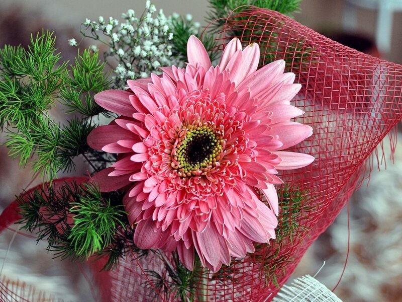 Pink Gerbera Daisy — Calm, Photograph, Greenery